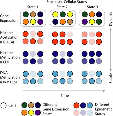 Starvation and Climate Change—How to Constrain Cancer Cell Epigenetic Diversity and Adaptability to Enhance Treatment Efficacy